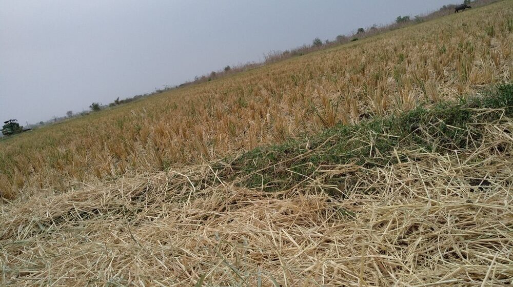 Immagine di eventi climatici estremi che colpiscono l'agricoltura