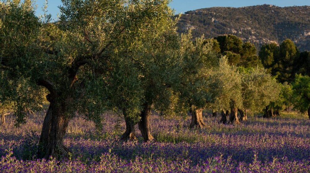 Giacenze di olio d'oliva in Italia