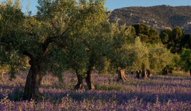 Giacenze di olio d'oliva in Italia