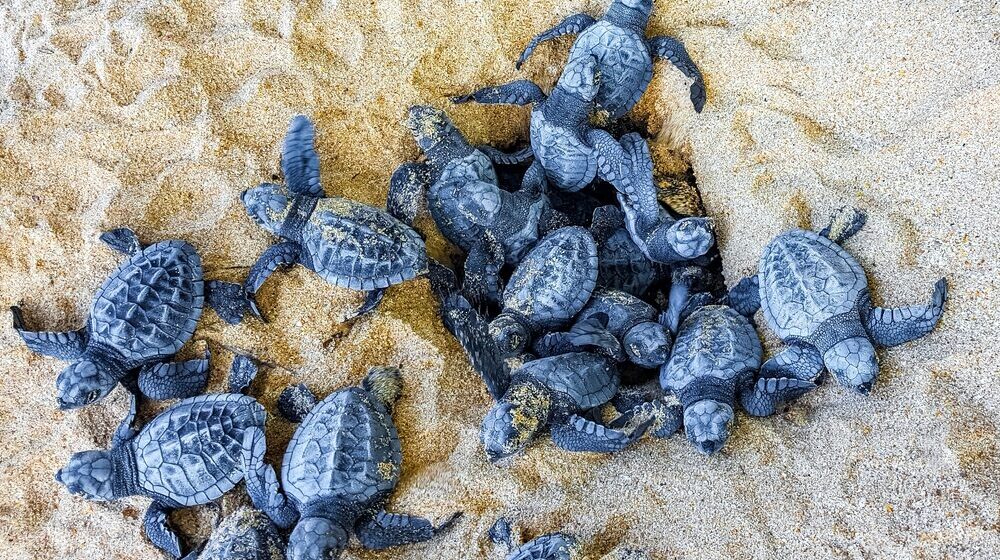 Nidi di Caretta caretta sulla spiaggia