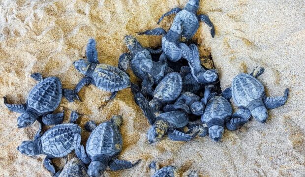 Nidi di Caretta caretta sulla spiaggia