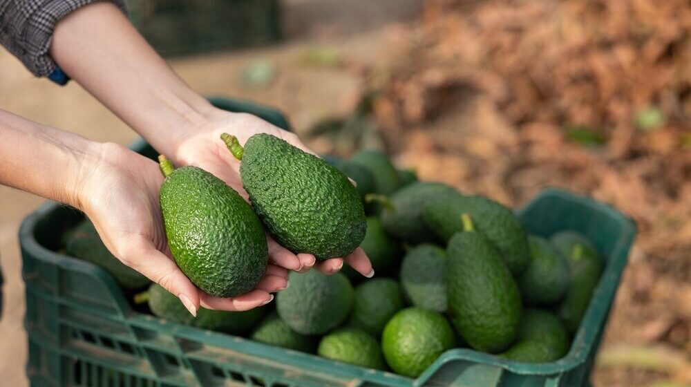 Impianto di avocado Halaesa in Sicilia