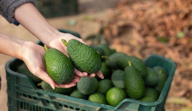 Impianto di avocado Halaesa in Sicilia