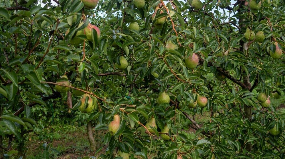 Pere italiane pronte per l'export