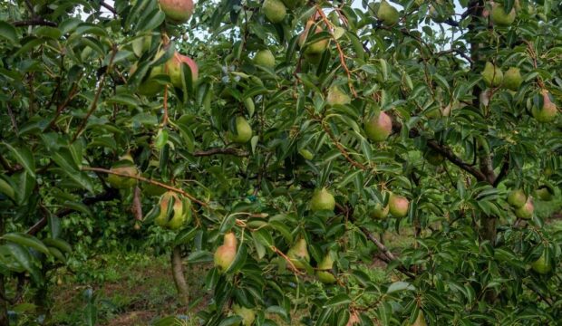 Pere italiane pronte per l'export